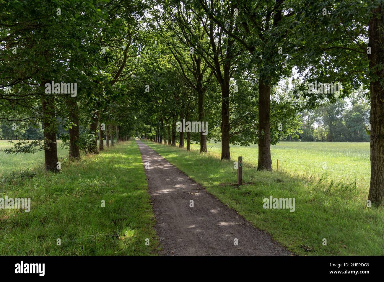 Corsia verde sotto vecchi alberi di quercia a Gand, Belgio. Sentiero attraverso la riserva naturale mescolato con agricoltura su piccola scala e pascolo di bestiame Foto Stock