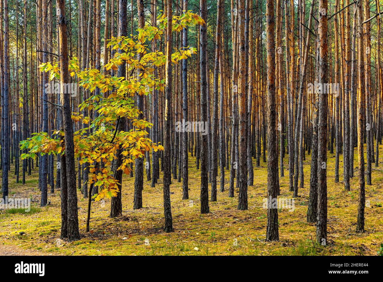 Primo autunno panorama di foresta mista Thicket nel Mazowiecki Landscape Park nella città di Celestynow vicino Varsavia nella regione di Mazovia in Polonia Foto Stock
