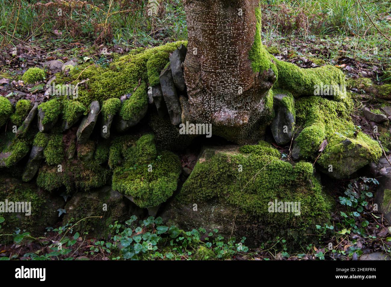 Un muro di pietra asciutto coperto di muschio in un ambiente boscoso. Un albero sta crescendo tra le pietre Foto Stock
