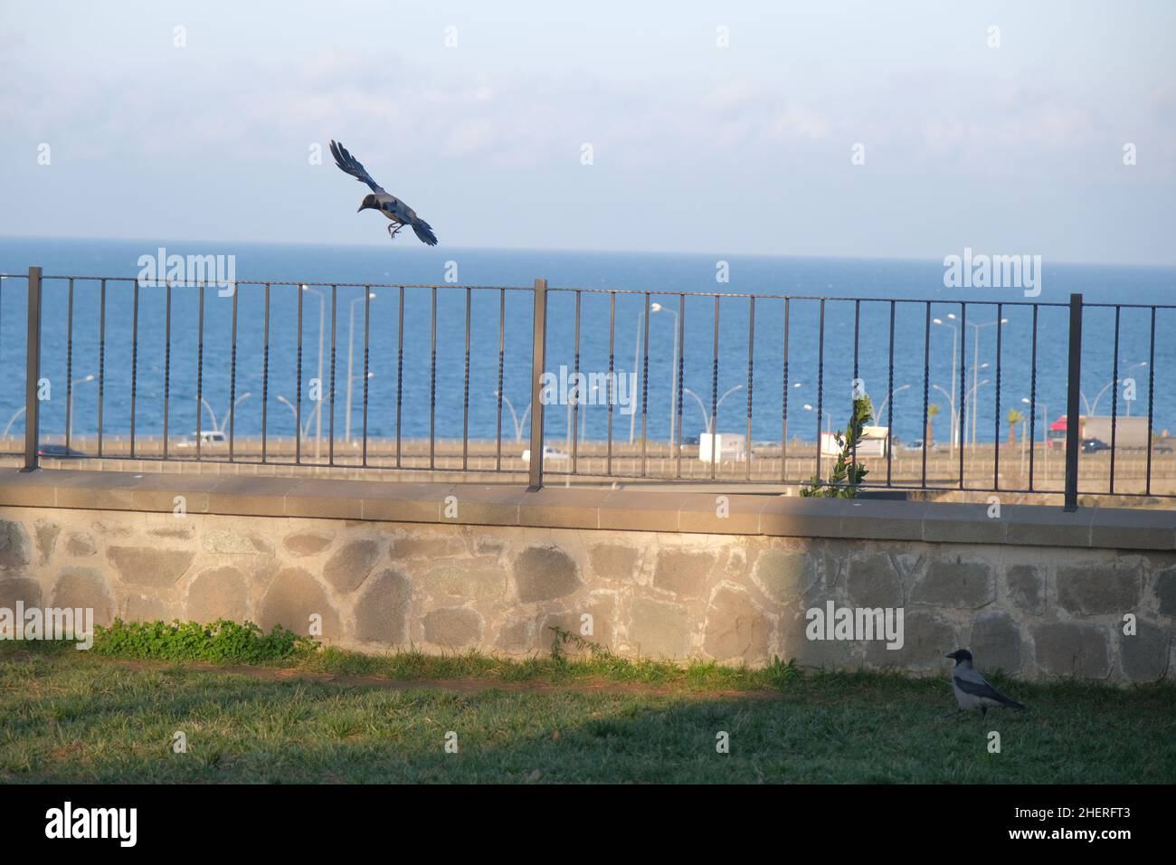 Un singolo corvo, corvo nero poco prima di atterrare al muro e recinto di metallo, il nome locale del mare nero è sfondo karadeniz. Foto Stock