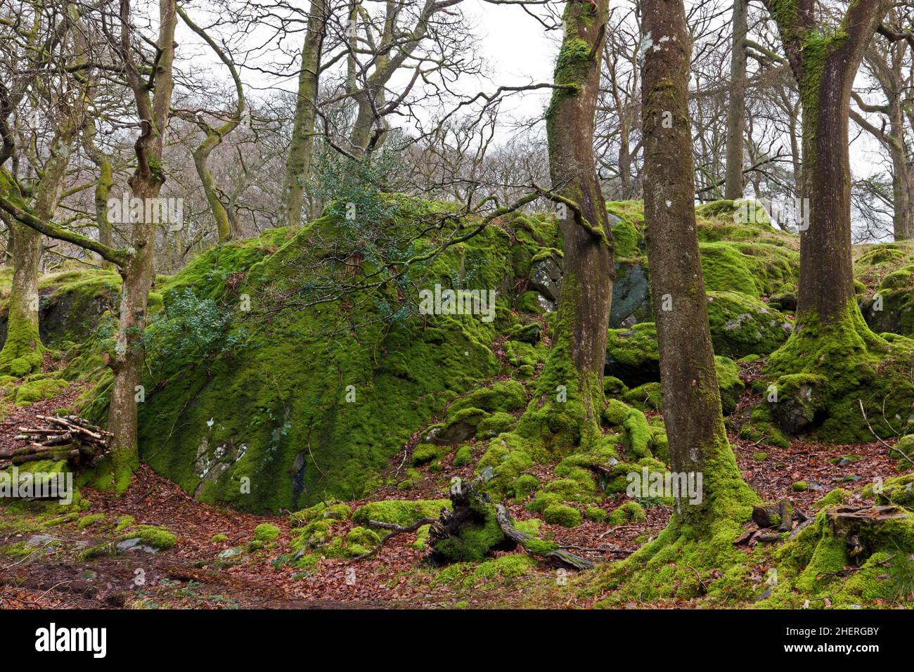 Coed Victoria è uno stand di antica foresta di querce vicino a Llanberis nel Parco Nazionale di Snowdonia, Galles. Foto Stock