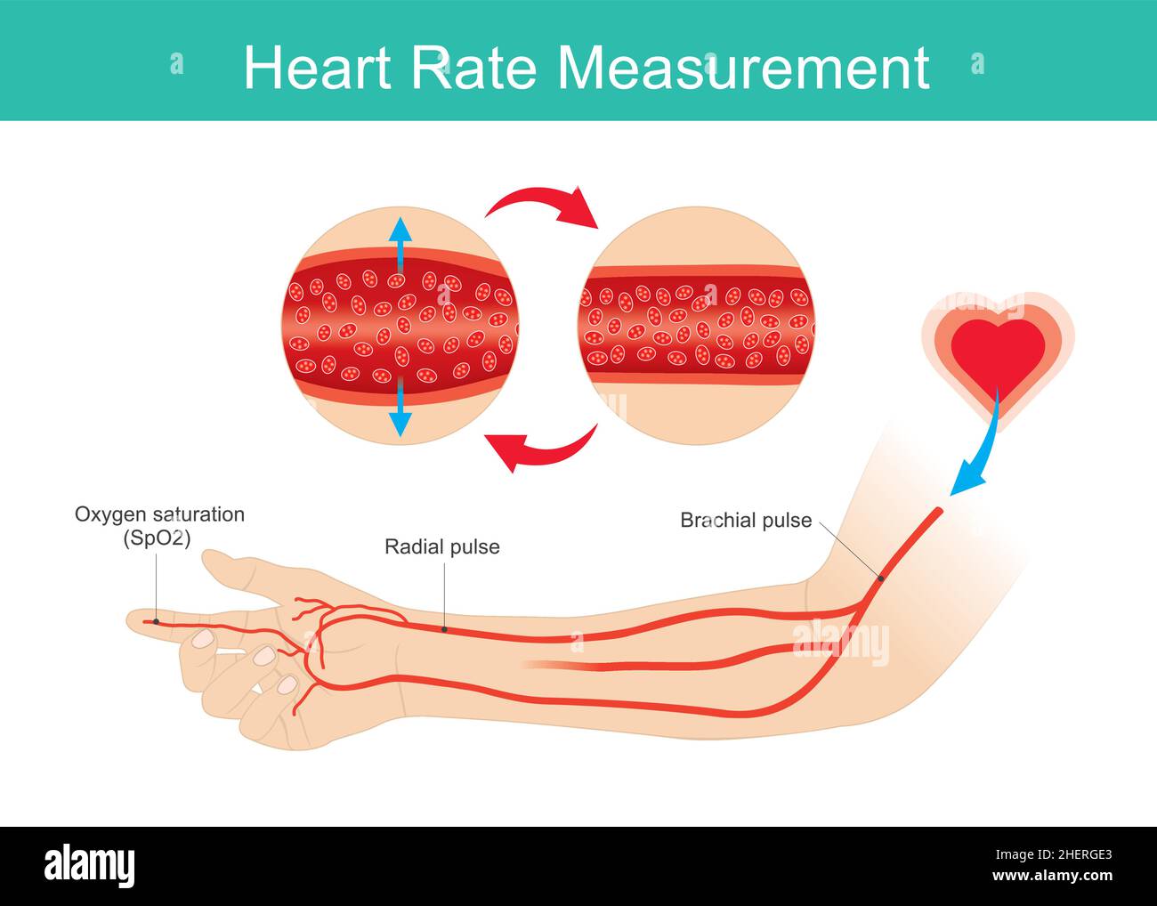 Frequenza cardiaca misurata. Illustrazione del braccio e delle arterie per l'apprendimento della frequenza cardiaca e dei livelli di ossigeno misurati. Illustrazione. Illustrazione Vettoriale