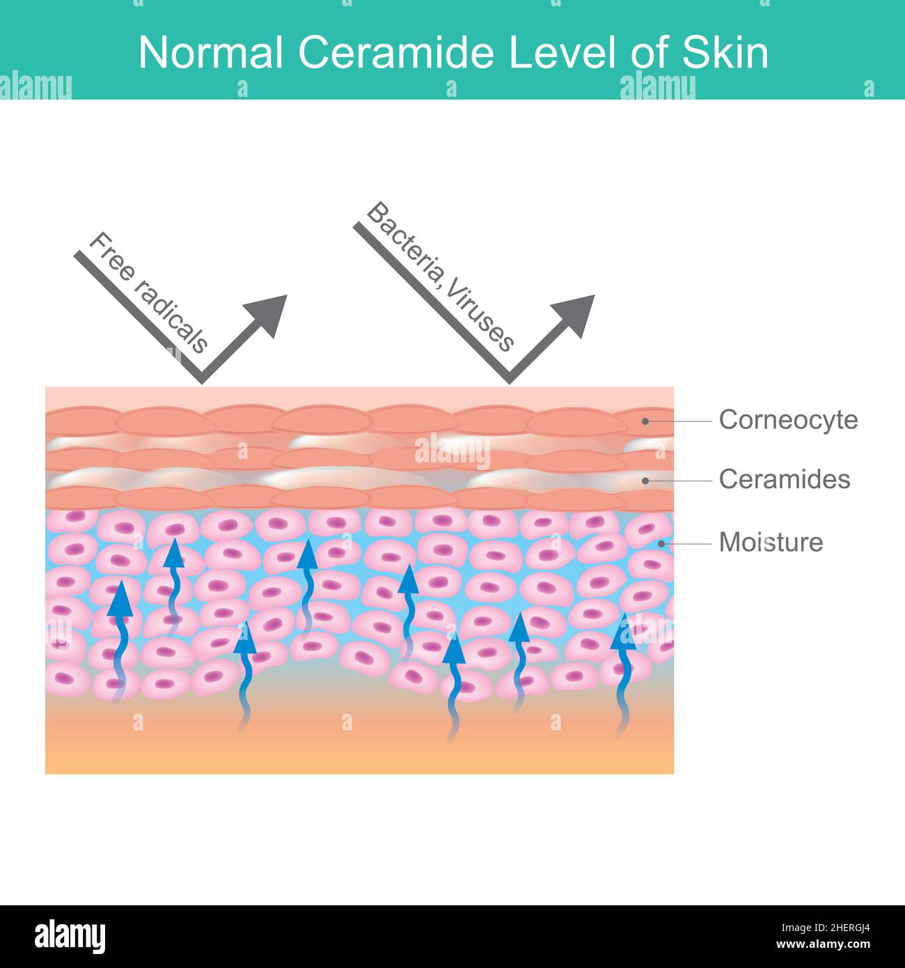 Livello di pelle normale. Illustrazione degli strati cutanei umani spiegano la glucosilceramide e l'umidità nel livello normale della pelle. Illustrazione Vettoriale