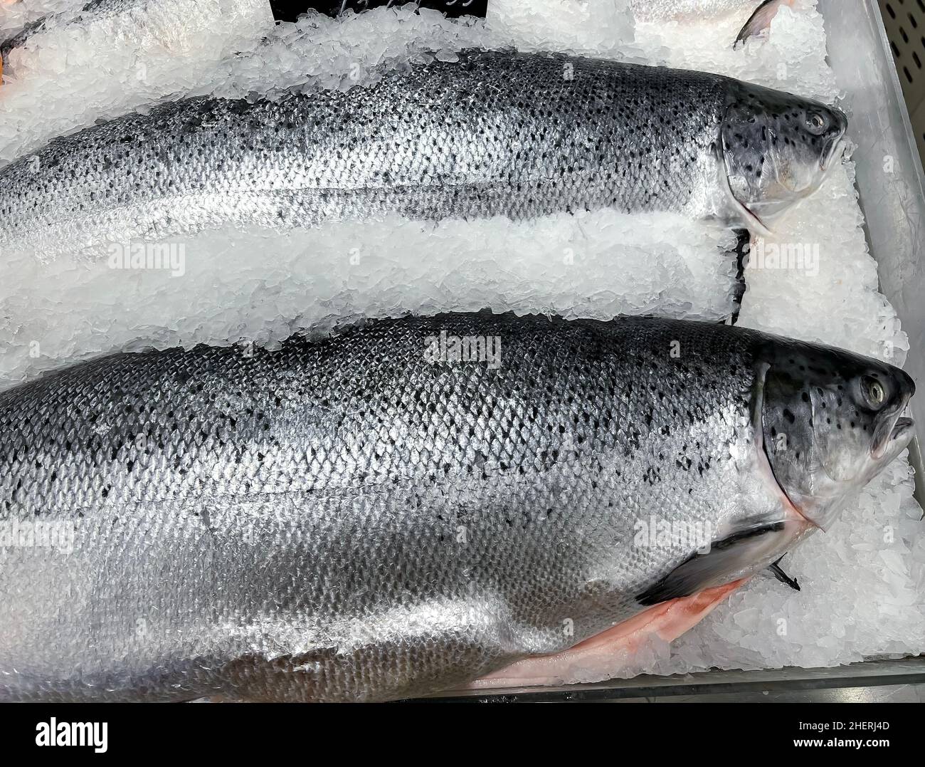 Salmone atlantico fresco sul banco nel negozio Foto Stock