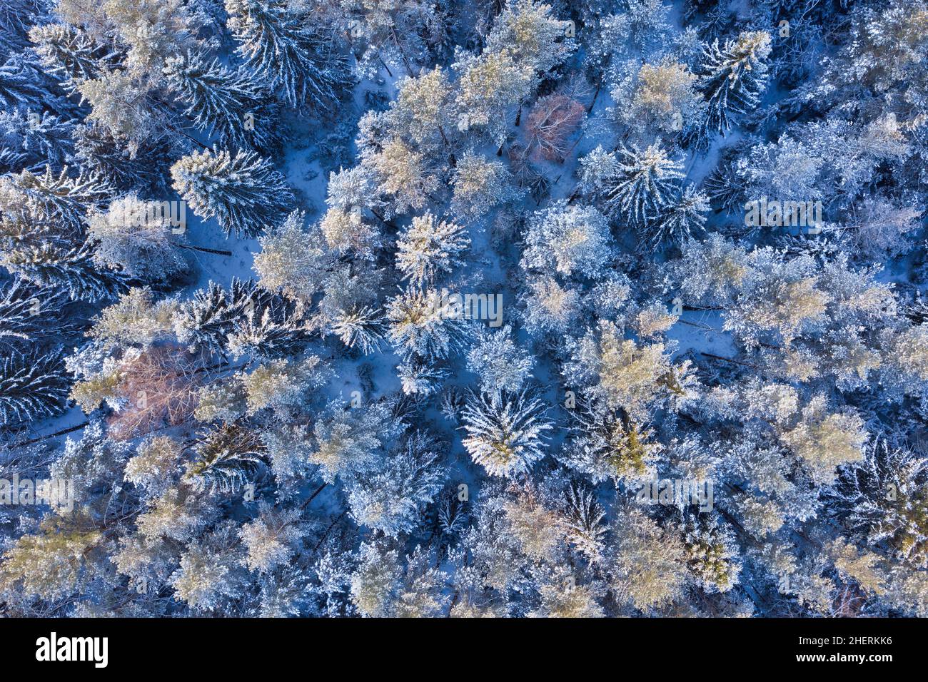 Antenna di neve coperta foresta invernale in serata. Freddo giorno gelido in inverno. Vista dall'alto sugli alberi innevati Foto Stock