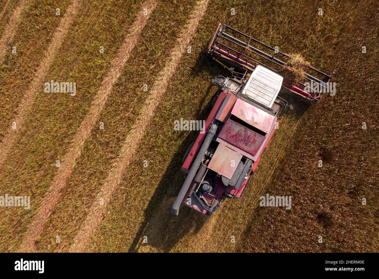 Raccolto di grano saraceno su un campo. Macchina trebbiatrice che miete grano saraceno Foto Stock
