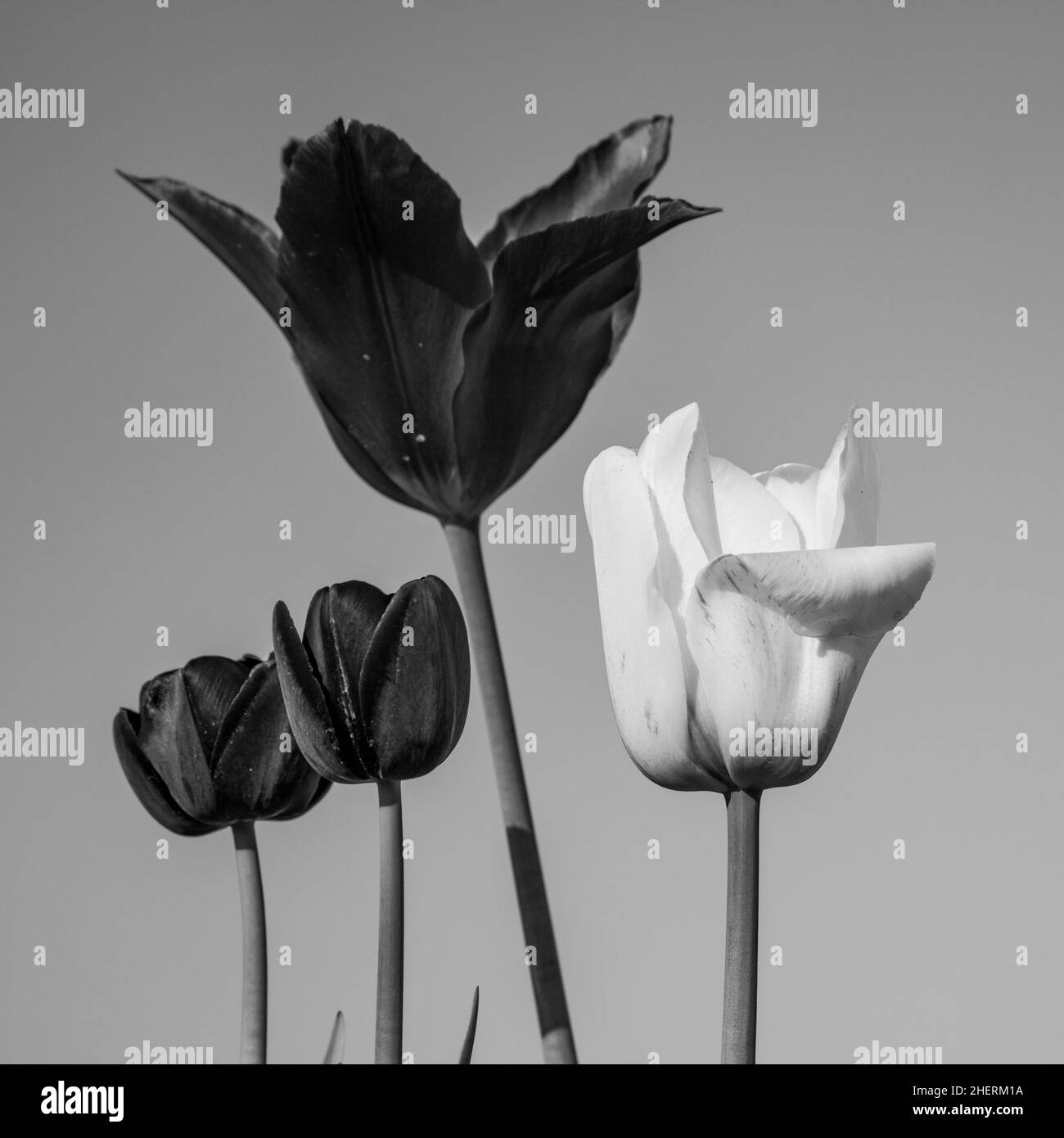 Campo primaverile con tulipani in fiore Foto Stock