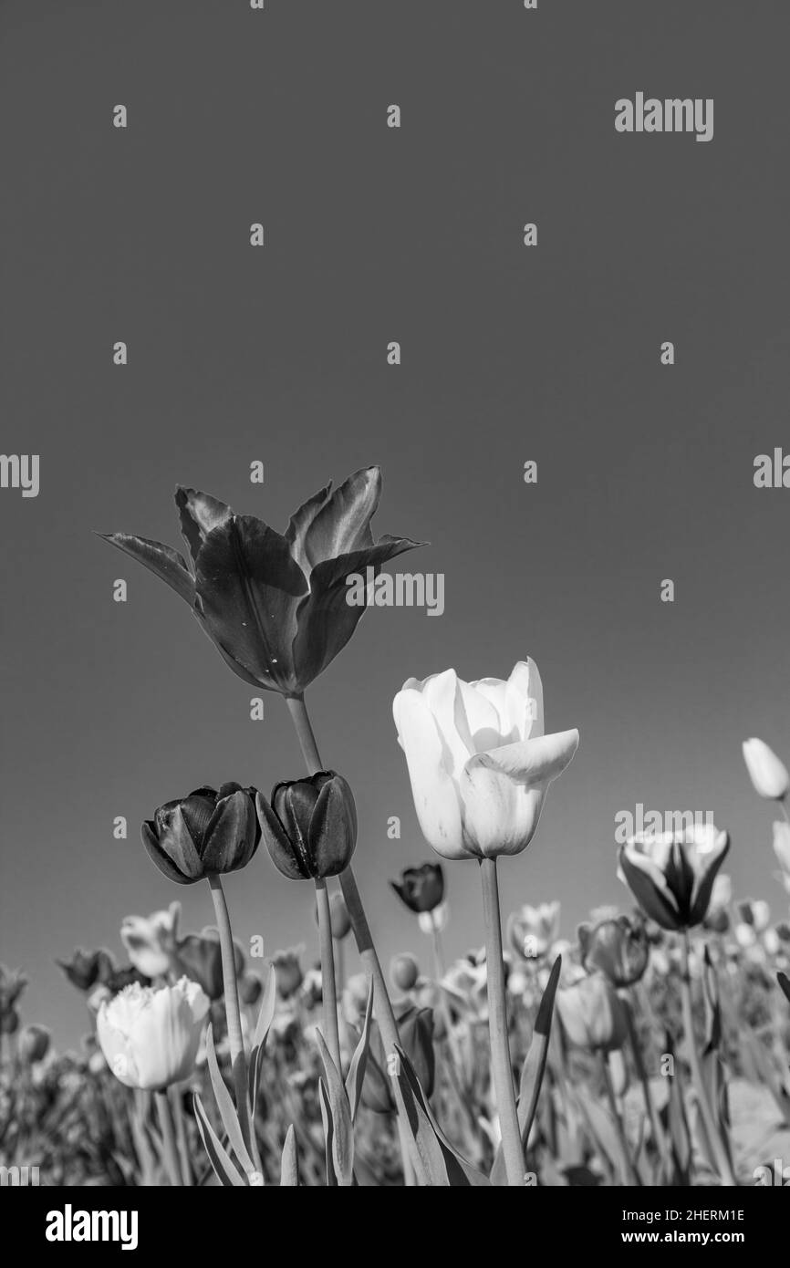 Campo primaverile con tulipani in fiore Foto Stock