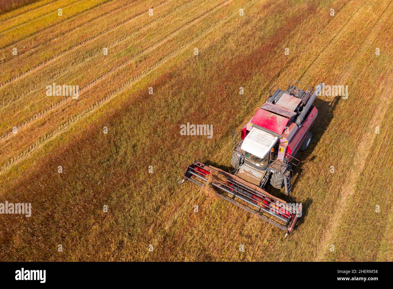 Trebbiatrice che lavora su un campo di grano saraceno. Raccolta del grano saraceno in autunno Foto Stock