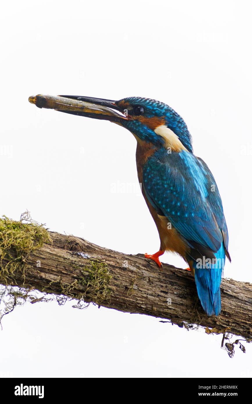 Martin pescatore comune (Alcedo atthis) con pesci, Emsland, bassa Sassonia, Germania Foto Stock