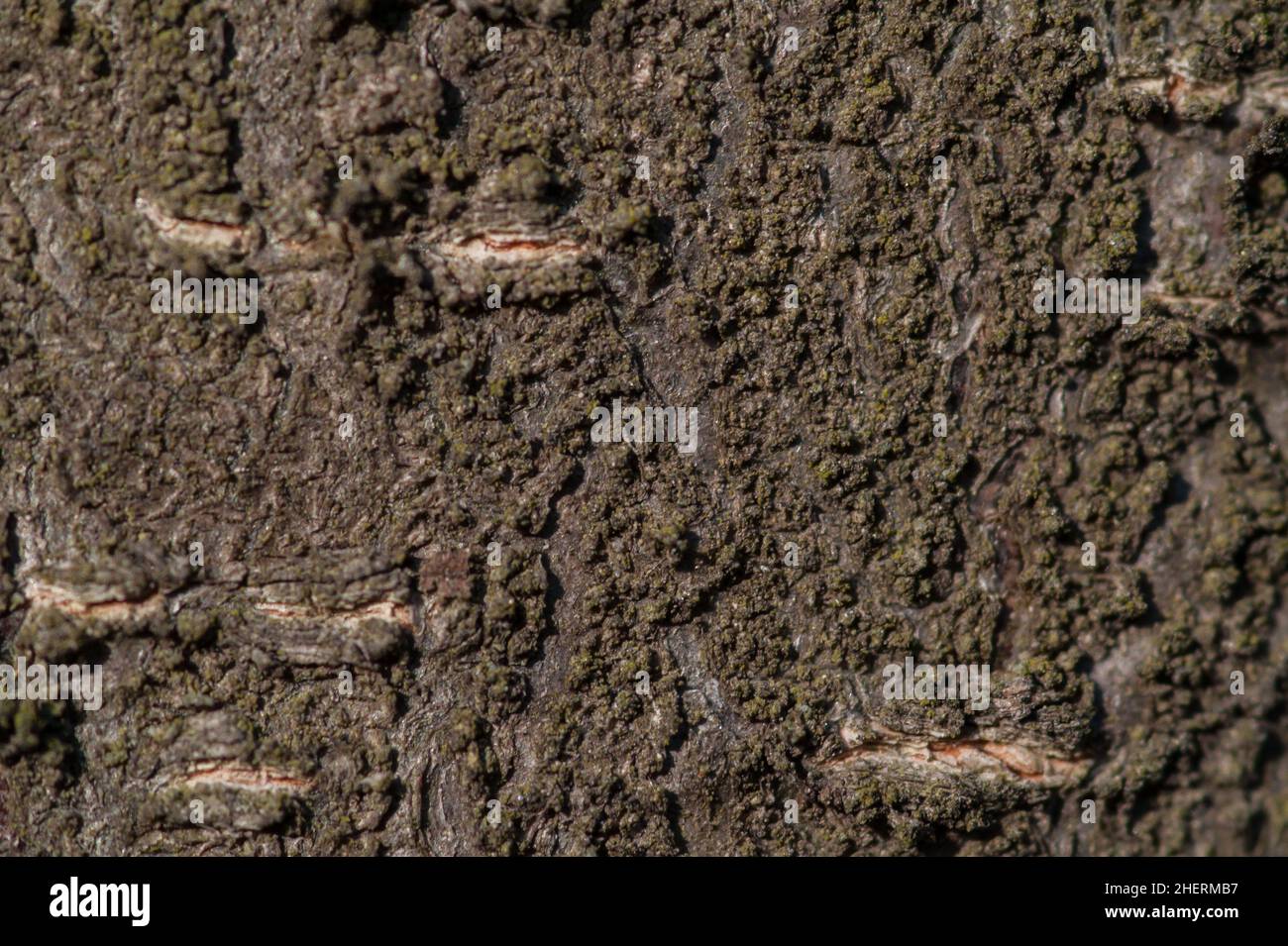 Arte, astratto e artistico sfondo pattern macro lente ingrandimento vista di corteccia albero nella foresta Foto Stock