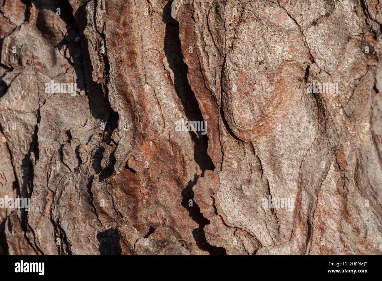 Arte, astratto e artistico sfondo pattern macro lente ingrandimento vista di corteccia albero nella foresta Foto Stock