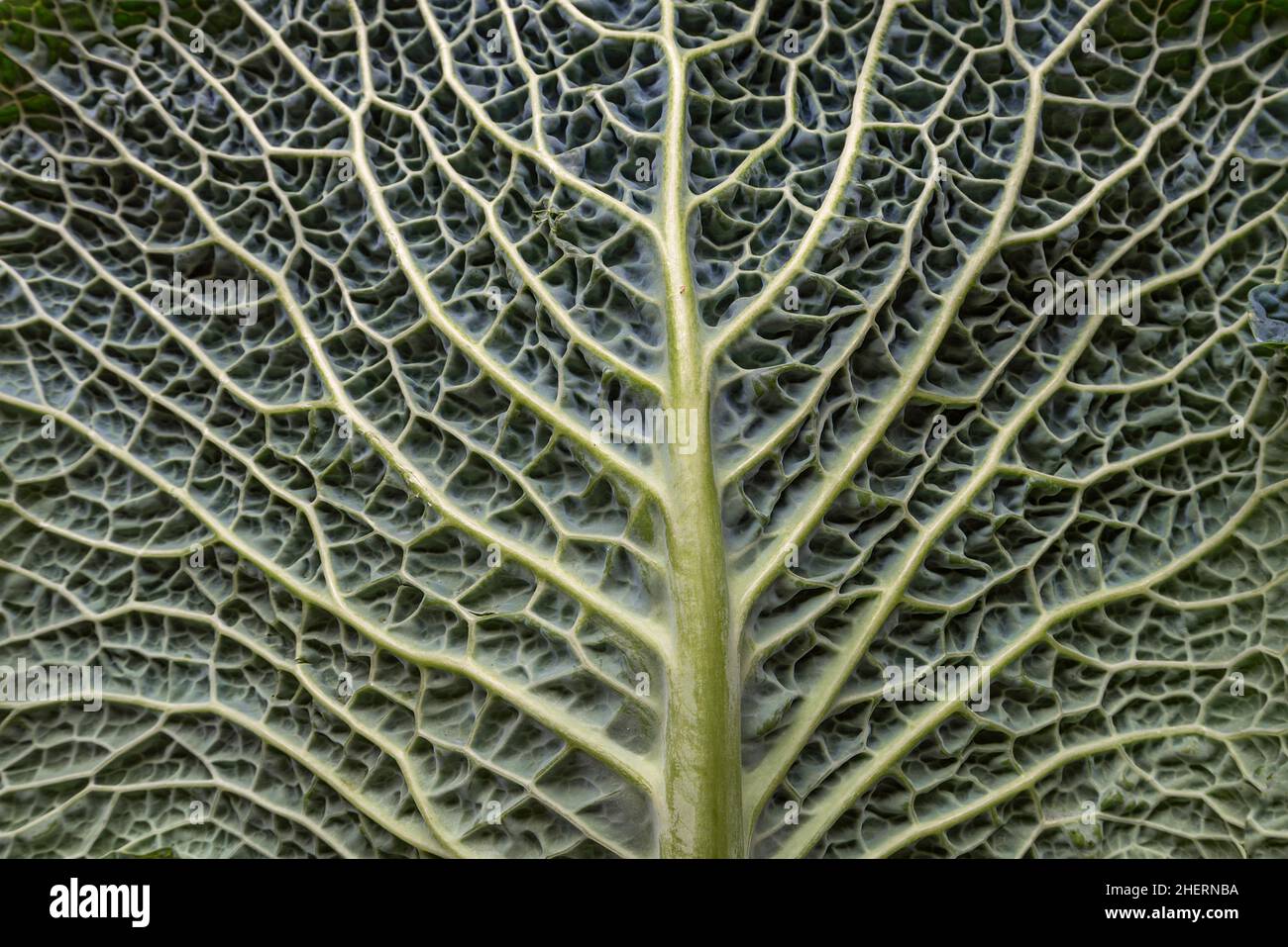 Struttura a foglia di cavolo vegetale (Brassica oleracea var. sabauda), foto studio, Baviera, Germania Foto Stock