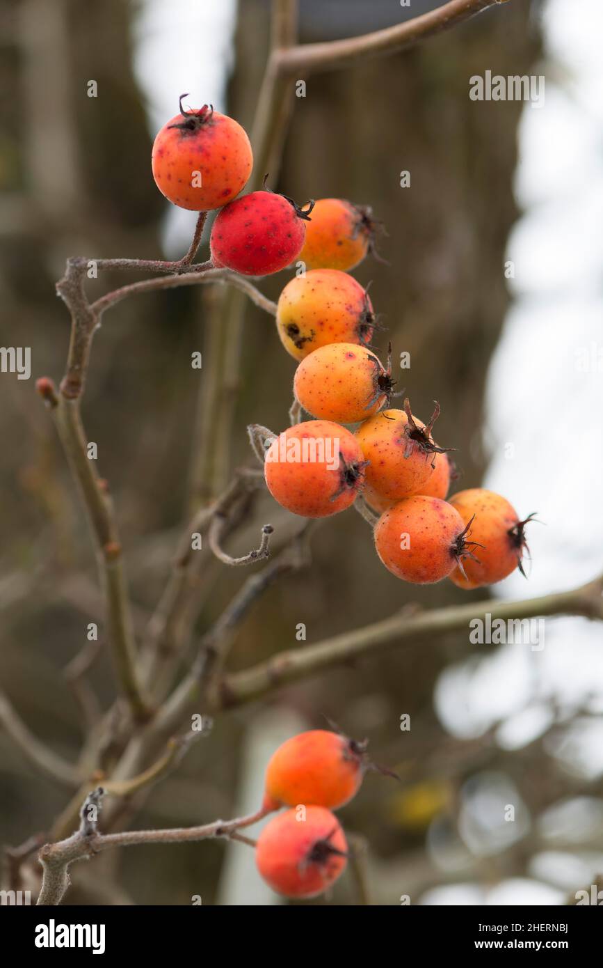 Frutti della mela granchio europea (Malus sylvestris) in inverno, Baviera, Germania Foto Stock