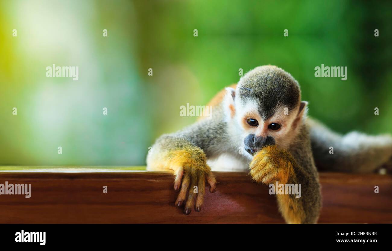 Scimmia scoiattolo guardando dritto, scimmia scoiattolo sudamericana piccola scimmia cerco qualcosa (Callicebus) noto come scimmia scoiattolo Foto Stock