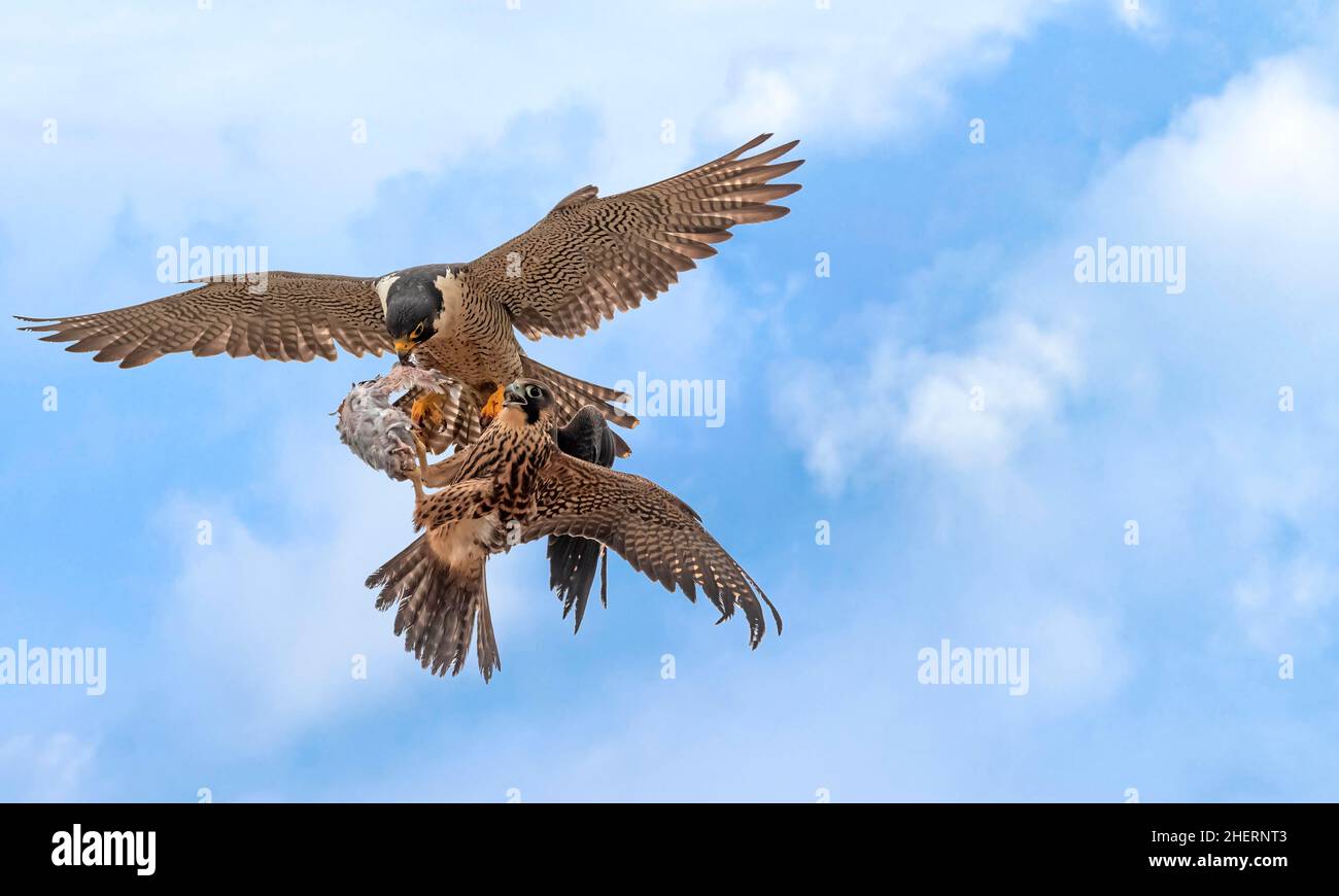 Hawk in volo con i pesci nelle sue artigli, due falchi che lottano per il cibo nell'aria, caccia uccelli che combattono Foto Stock