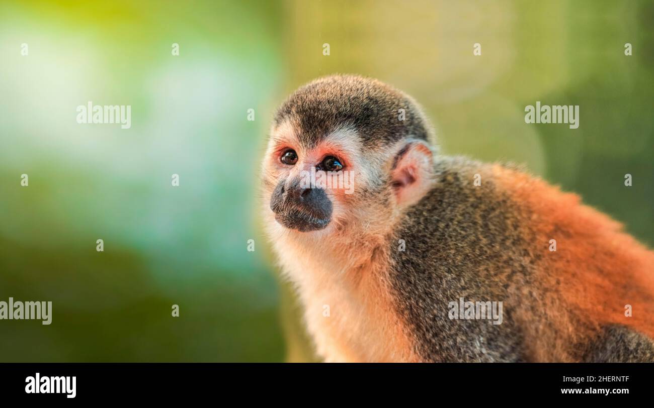 Scimmia scoiattolo guardando dritto, scimmia scoiattolo sudamericana piccola scimmia cerco qualcosa (Callicebus) noto come scimmia scoiattolo Foto Stock