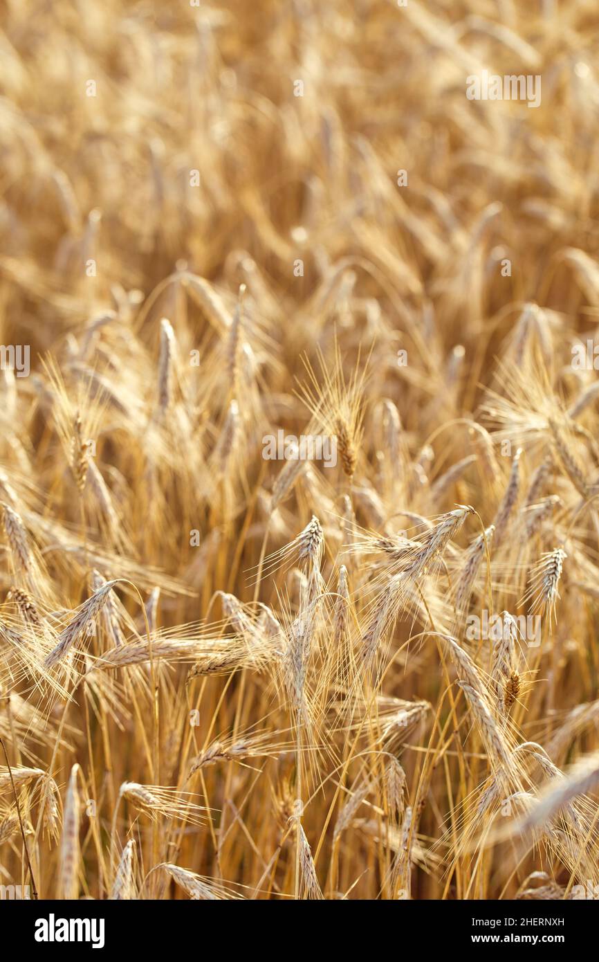 Campo di segale dorata pronto per il paesaggio agricolo raccolto. Spighe di grano o di segale coltivate Foto Stock