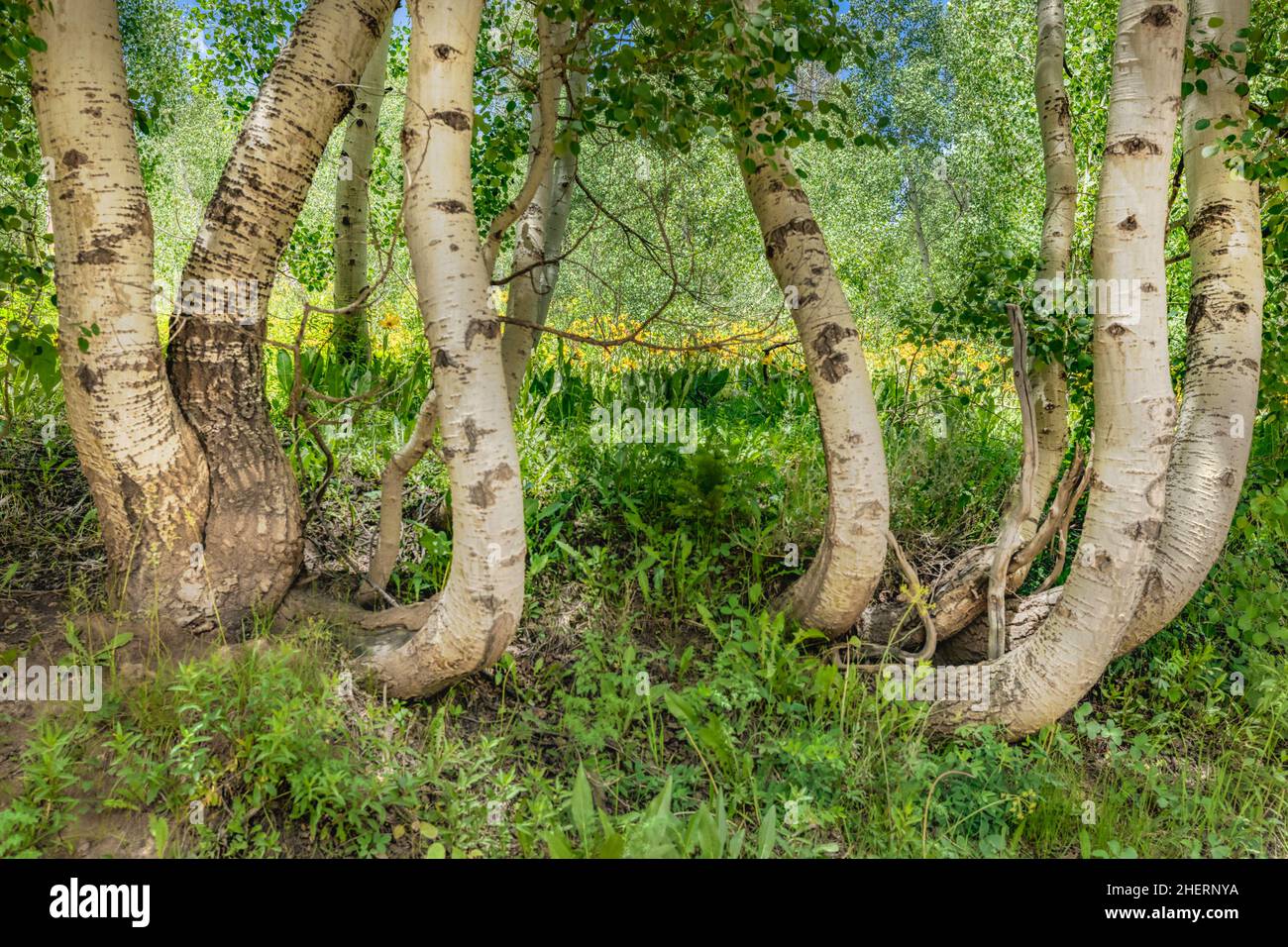 Boschetto di Aspen alberi Foto Stock