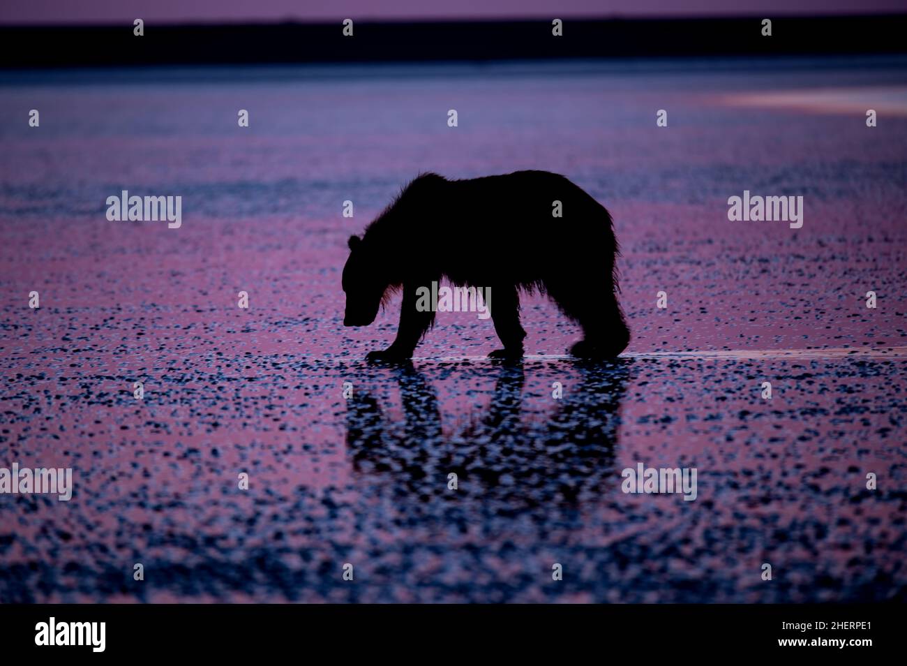 Grizzly Bear a Dawn Foto Stock