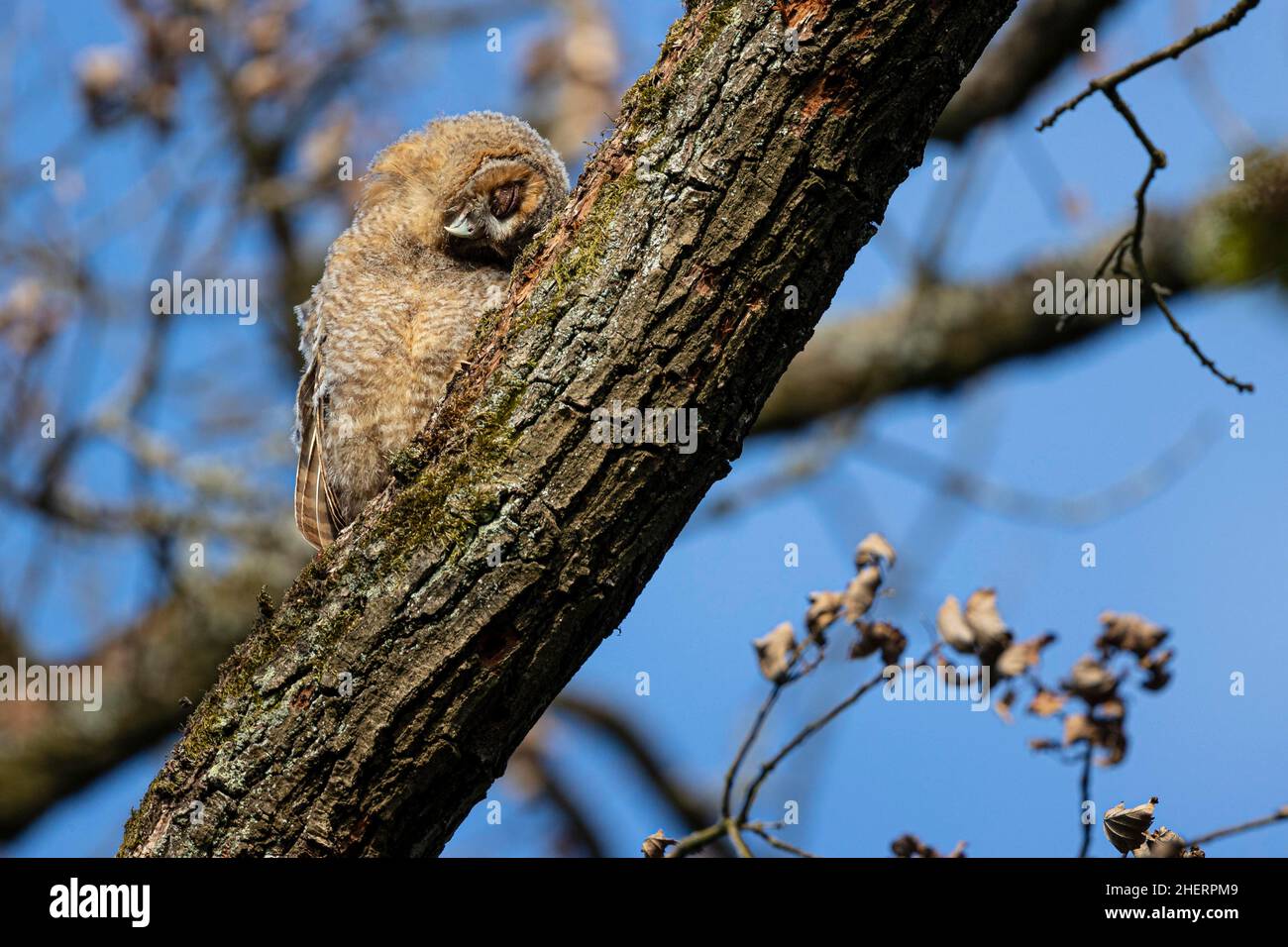 Gufo tardivo (Strix aluco), graffiante a un tronco d'albero, Bad Homburg. Assia, Germania Foto Stock