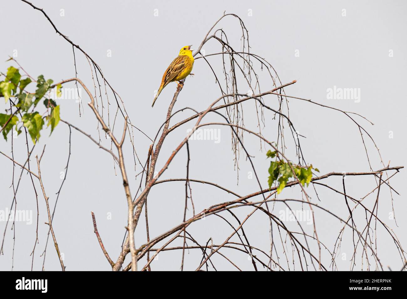 Yellowhammer (Emberiza citrinella), canti maschi adulti in un albero di betulla, Bad Homburg, Assia, Germania Foto Stock