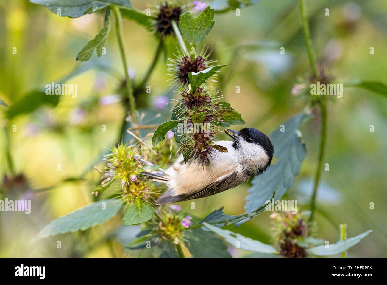 Marsh Tit (Poecile palustris) o Barn Tit foraging per le sementi, Bad Homburg, Assia, Germania Foto Stock
