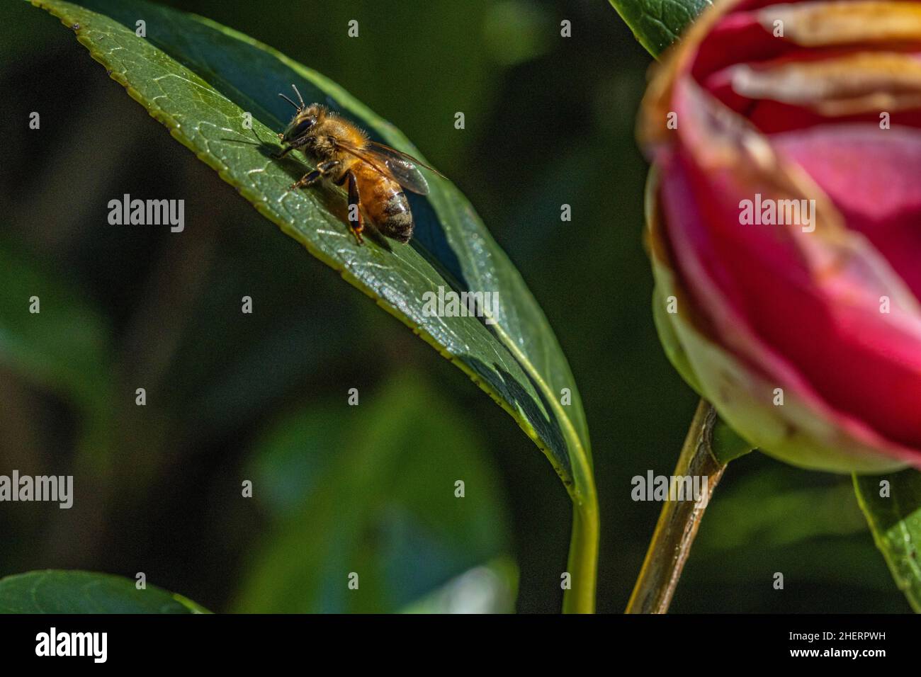Ape di miele su Camellia foglia Foto Stock