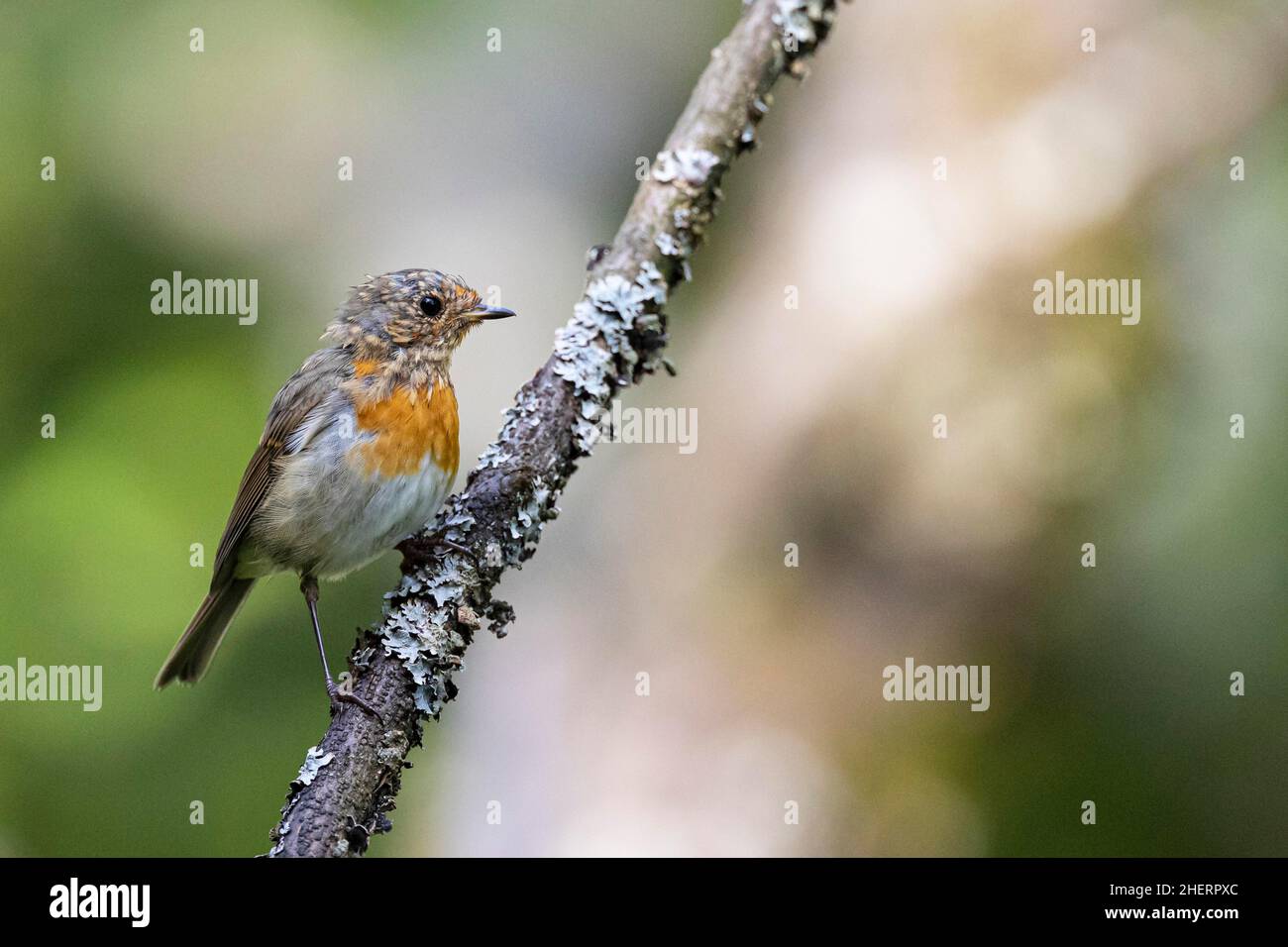 Rapina europea (Erithacus rubecula), giovane muta di uccelli, Bad Homburg, Assia, Germania Foto Stock