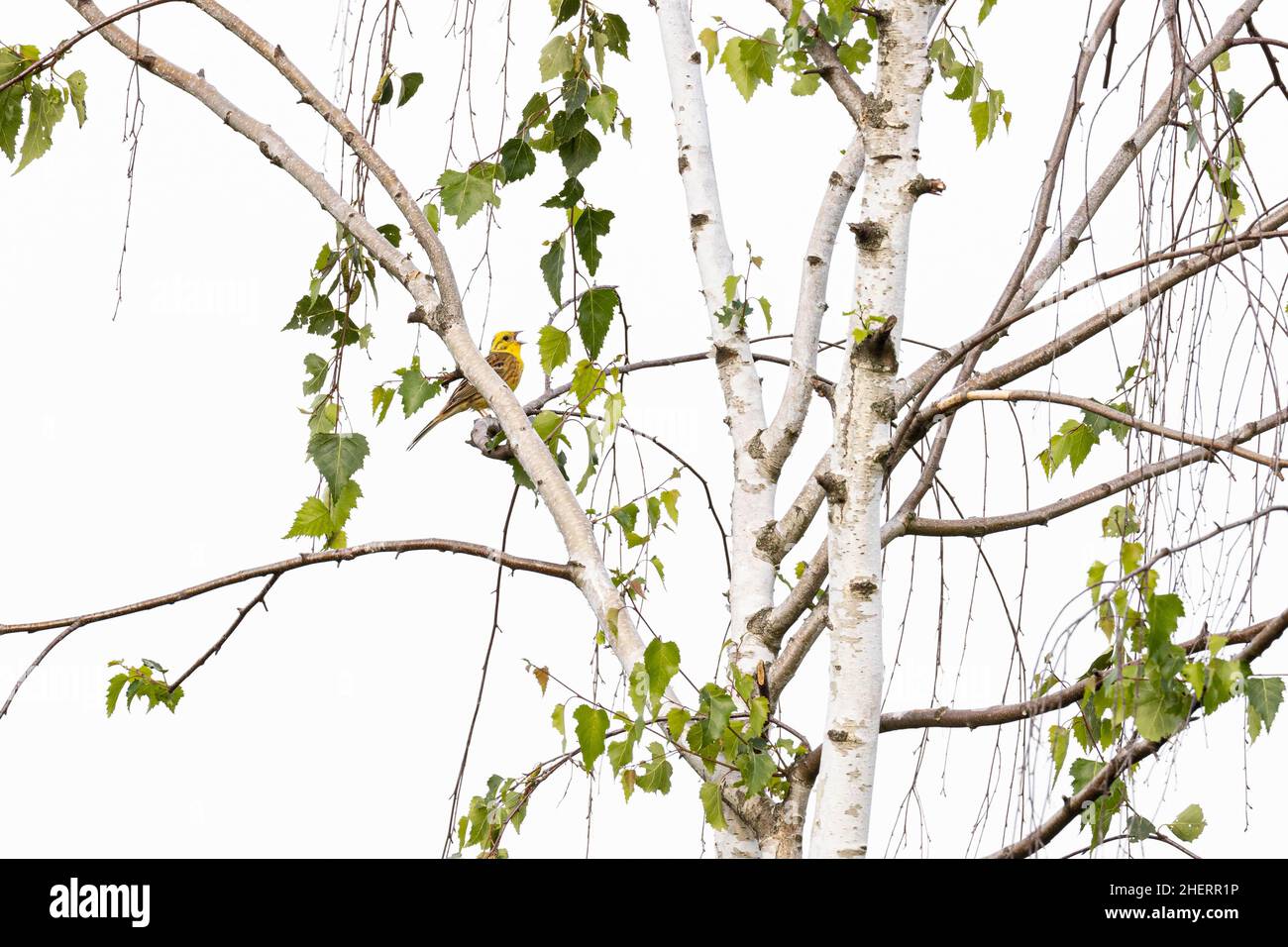 Yellowhammer (Emberiza citrinella), canti maschi adulti in un albero di betulla, Bad Homburg, Assia, Germania Foto Stock