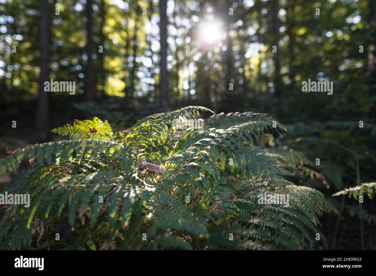 Fern nella foresta, Baden-Wuerttemberg, Germania Foto Stock