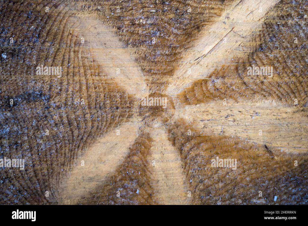 Sezione trasversale di un tronco di abete rosso, tronco di albero con anelli annuali e occhi nodo prominenti, Assia, Germania Foto Stock
