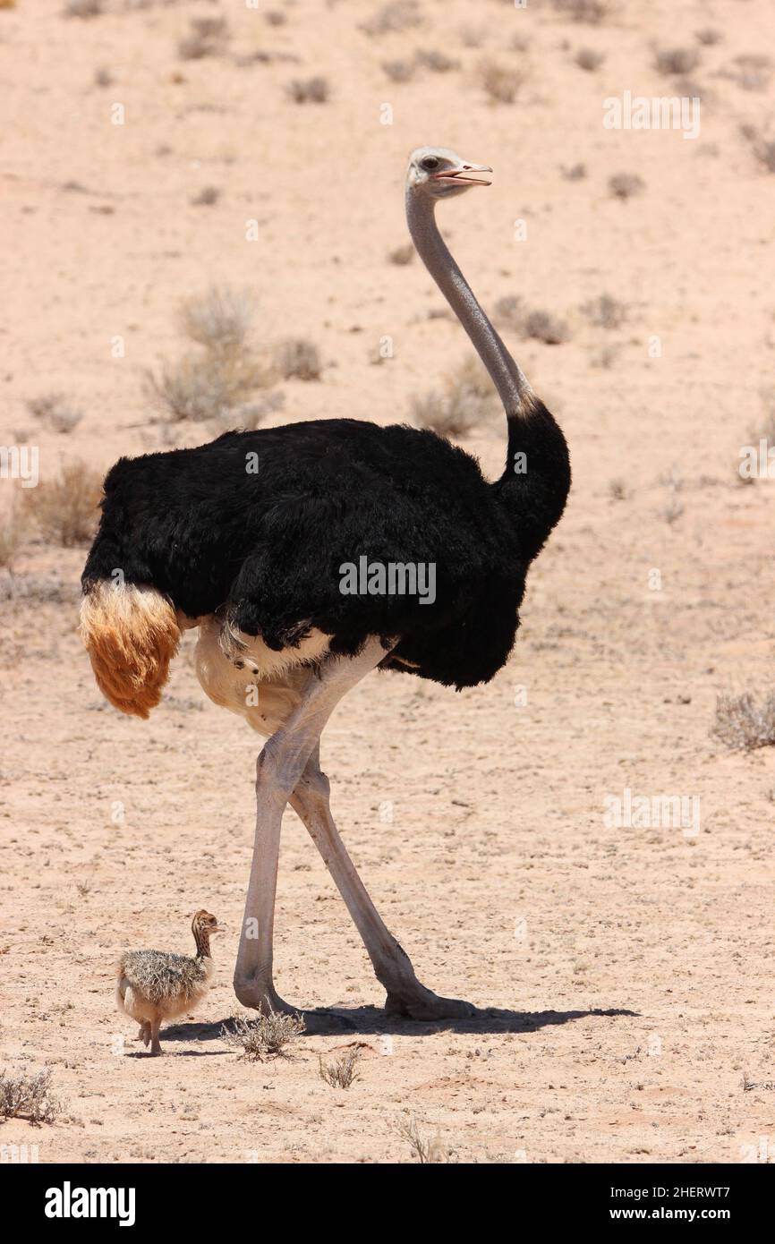 Maschio Ostrich con pulcino nel Kgalagadi Foto Stock