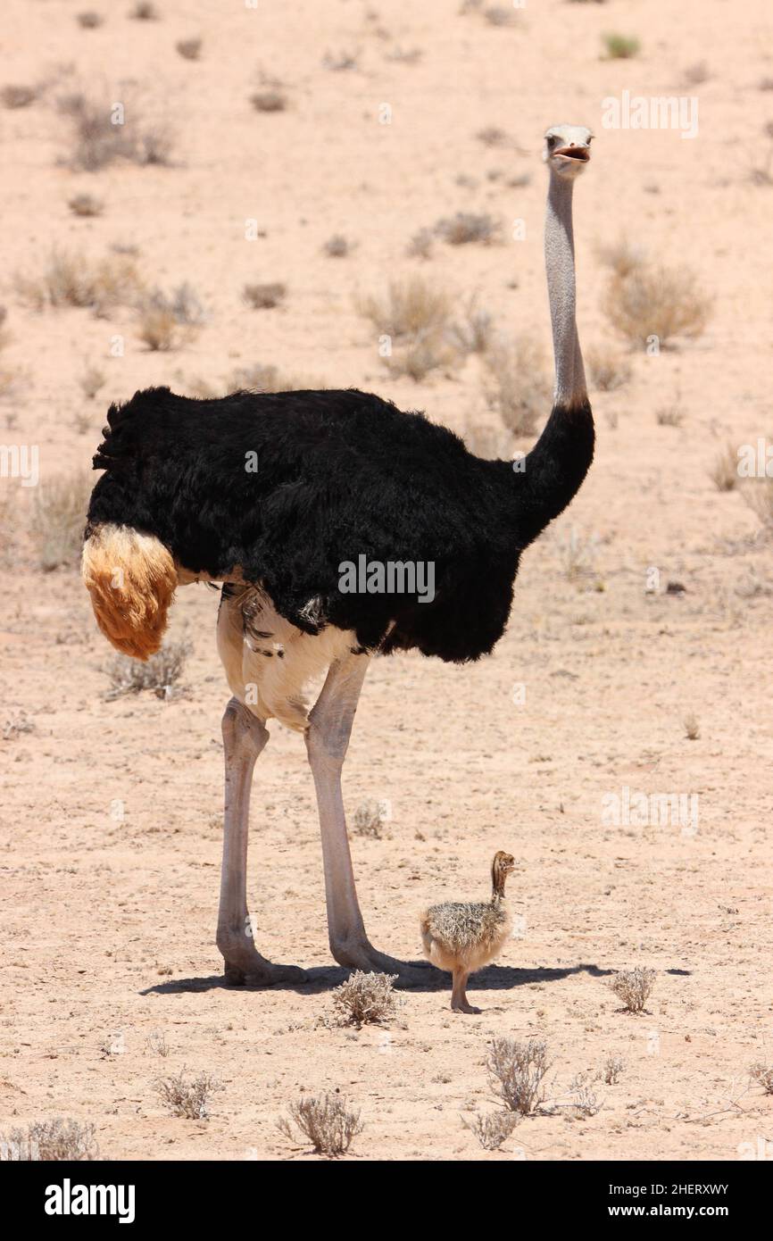 Maschio Ostrich con pulcino nel Kgalagadi Foto Stock
