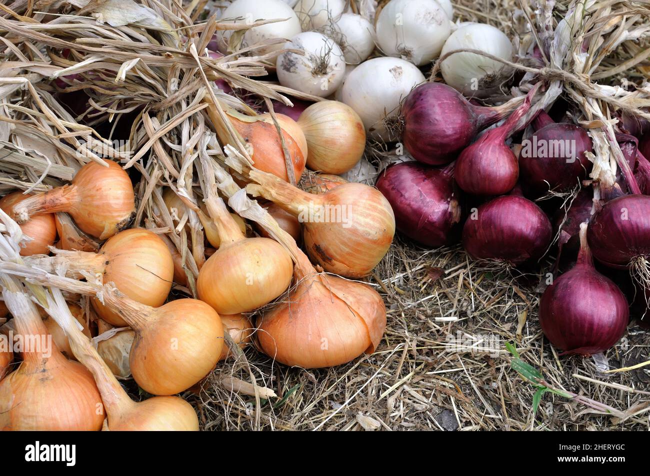 La pila di fresco raccolte mature assortiti onion lampadine nel giardino vegetale Foto Stock
