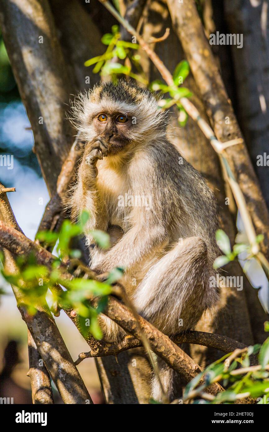 Scimmia Vervet (Chlorocobus), Parco Nazionale Kruger, Sudafrica Foto Stock