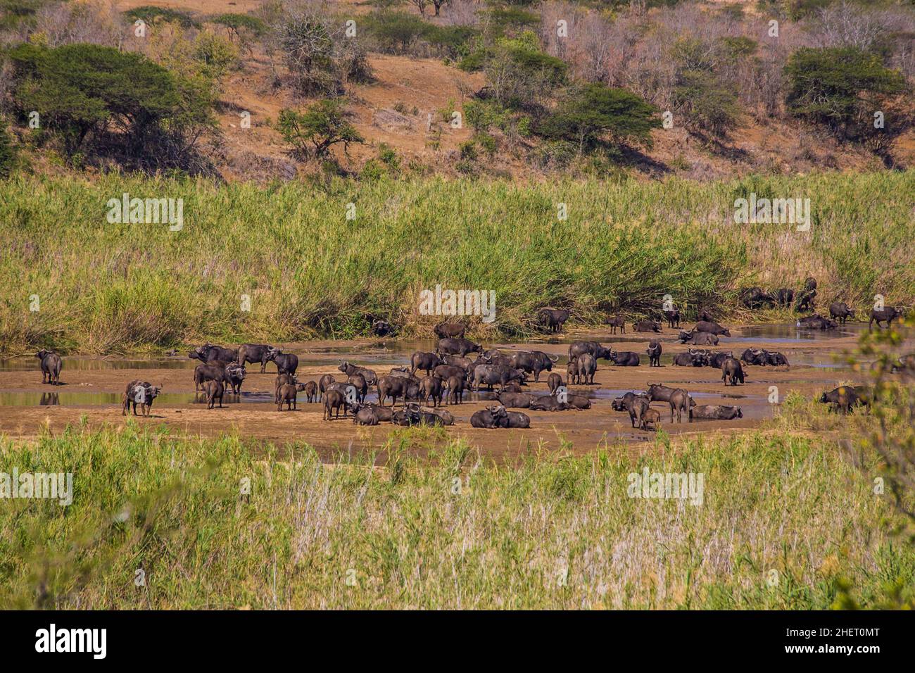 Mandria di bufali africani (Syncerus caffer), Parco Nazionale di Hluhluwe-iMfolozi, Sudafrica Foto Stock