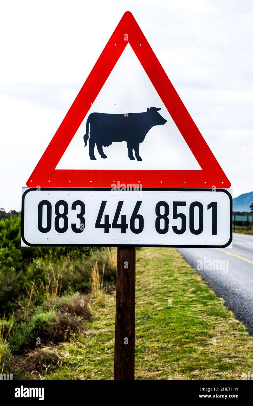 Cartello segnaletico contro le mucche in roaming con numero di telefono del proprietario, Sudafrica Foto Stock