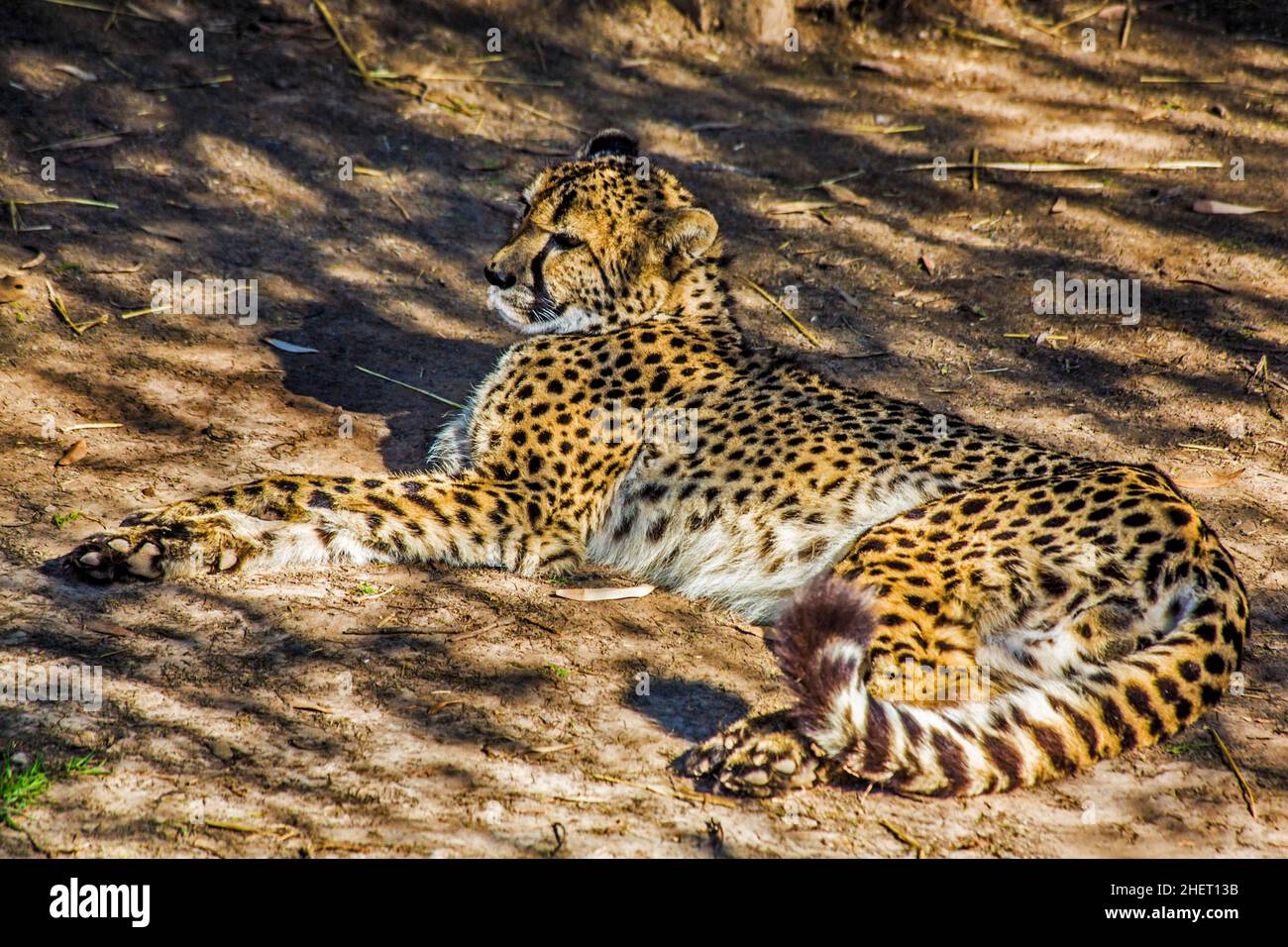 Cheetah (Acinonyx jubatus), Cango Wildlife Ranch, Oudtshoorn, Sudafrica Foto Stock