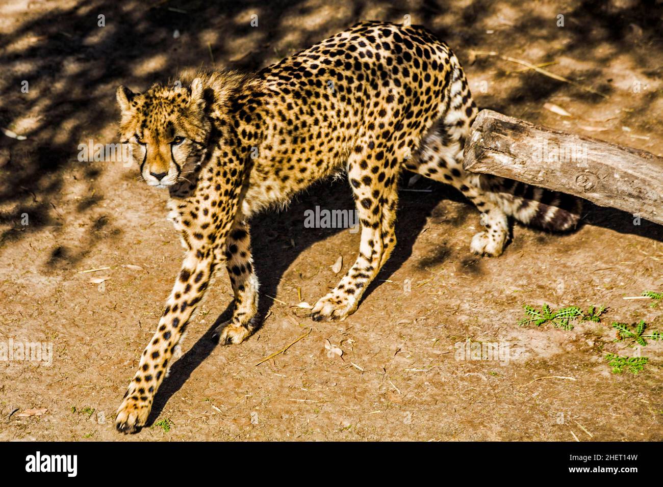 Cheetah (Acinonyx jubatus), Cango Wildlife Ranch, Oudtshoorn, Sudafrica Foto Stock