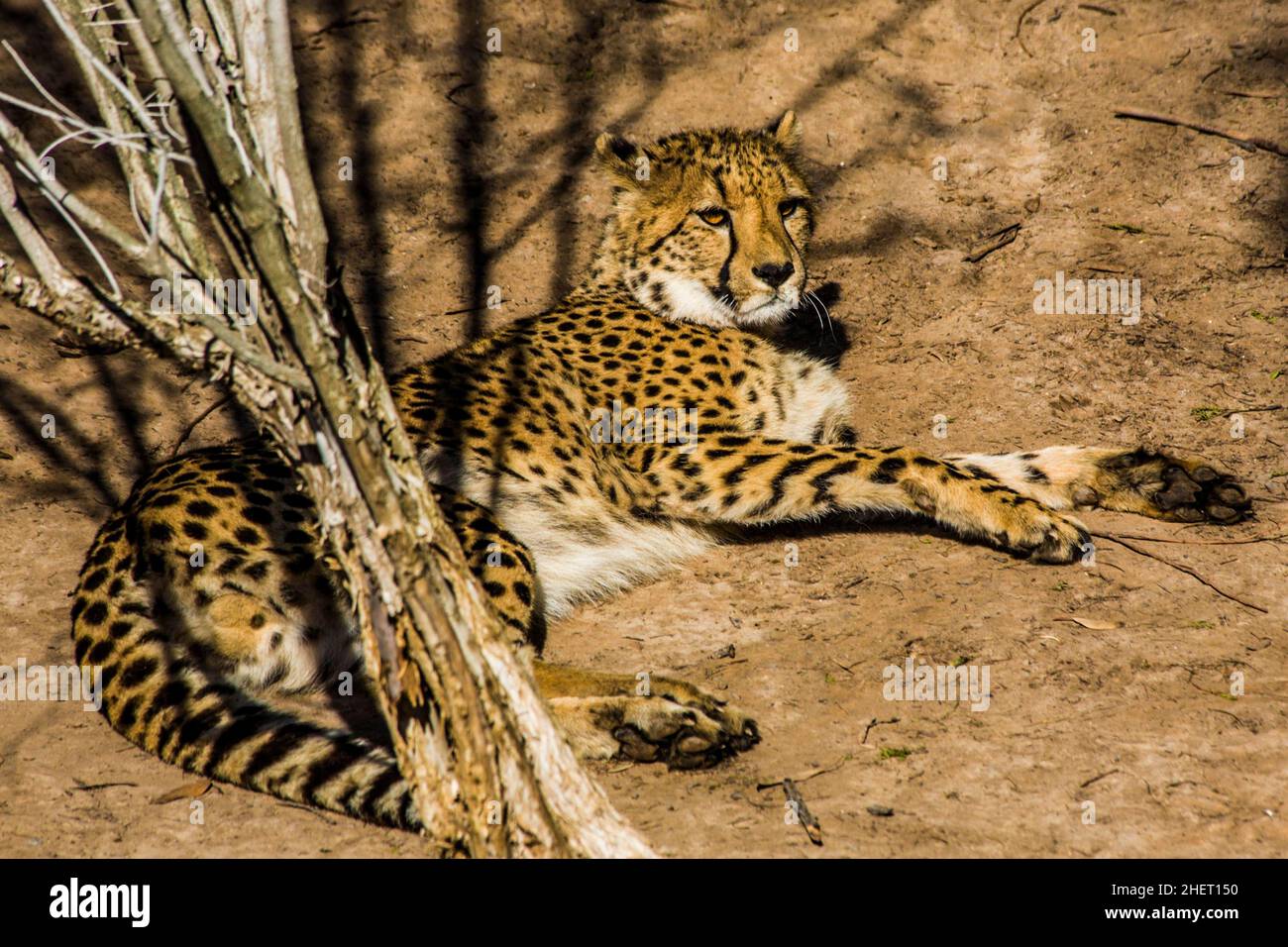 Cheetah (Acinonyx jubatus), Cango Wildlife Ranch, Oudtshoorn, Sudafrica Foto Stock