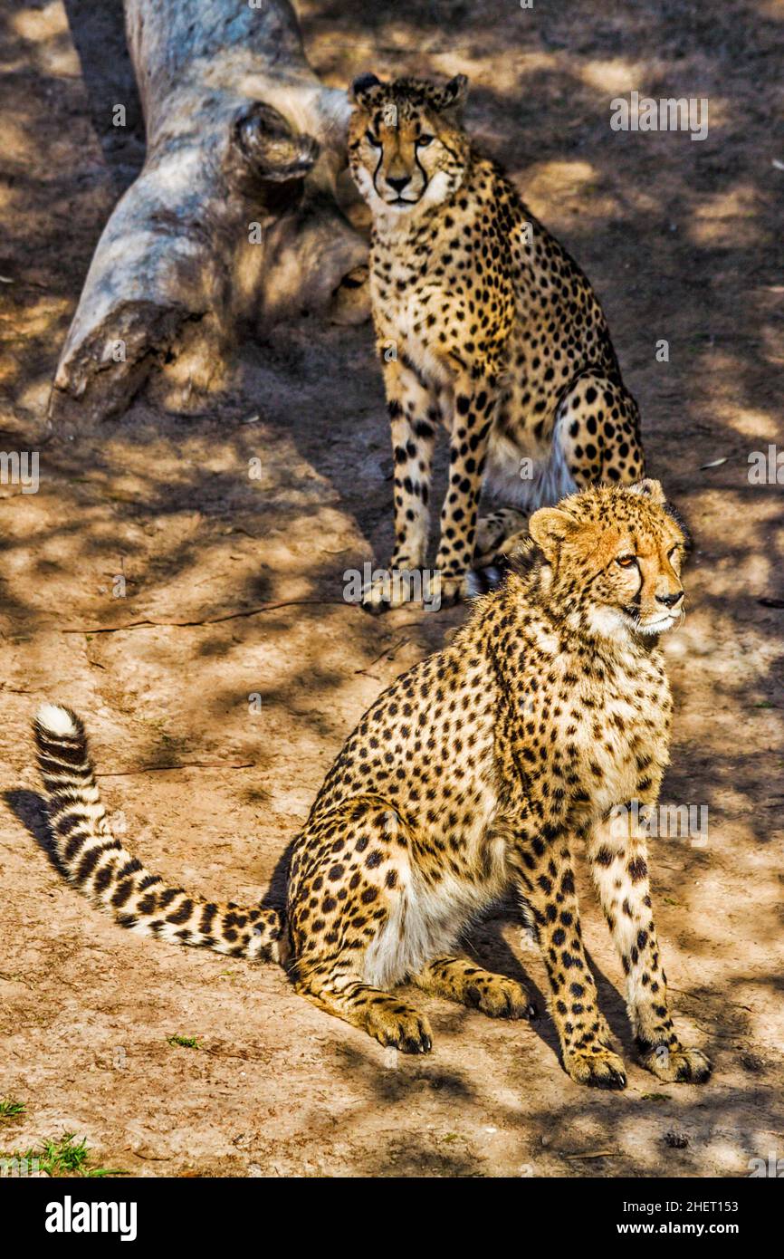 Cheetahs (Acinonyx jubatus), Cango Wildlife Ranch, Oudtshoorn, Sudafrica Foto Stock