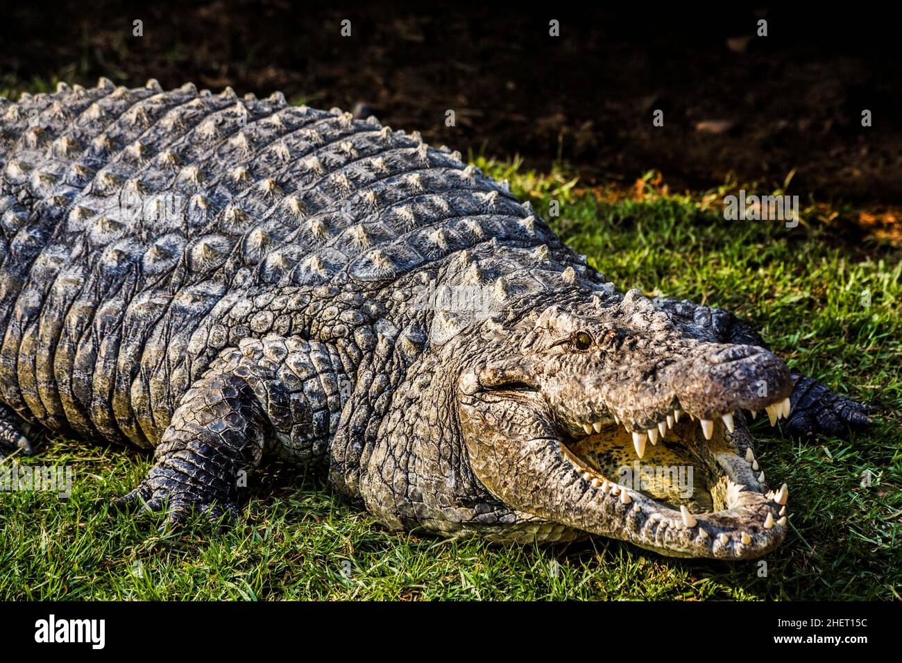 Coccodrillo (Crocodylia), Cango Wildlife Ranch, Oudtshoorn, Sudafrica Foto Stock