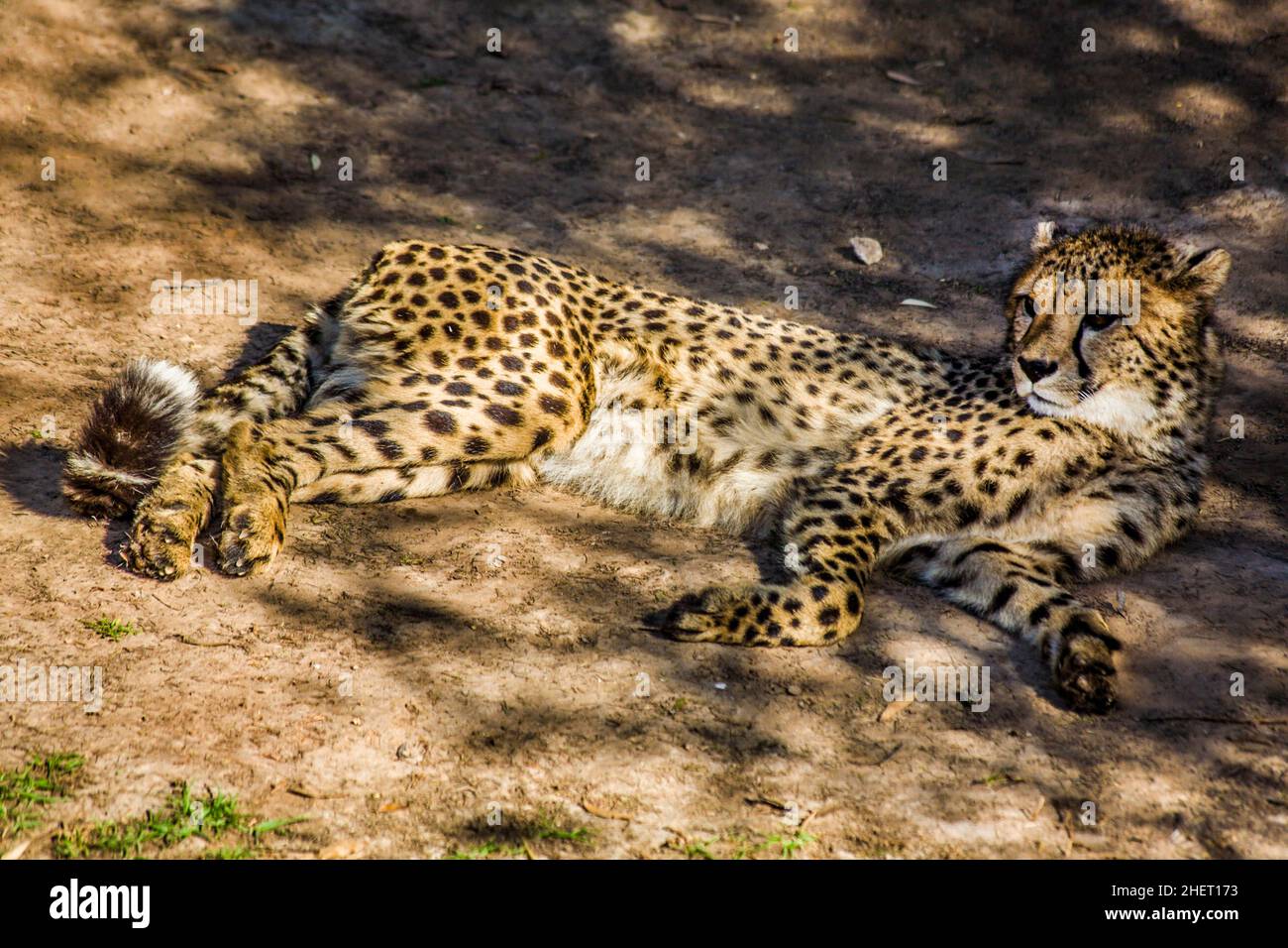 Cheetah (Acinonyx jubatus), Cango Wildlife Ranch, Oudtshoorn, Sudafrica Foto Stock