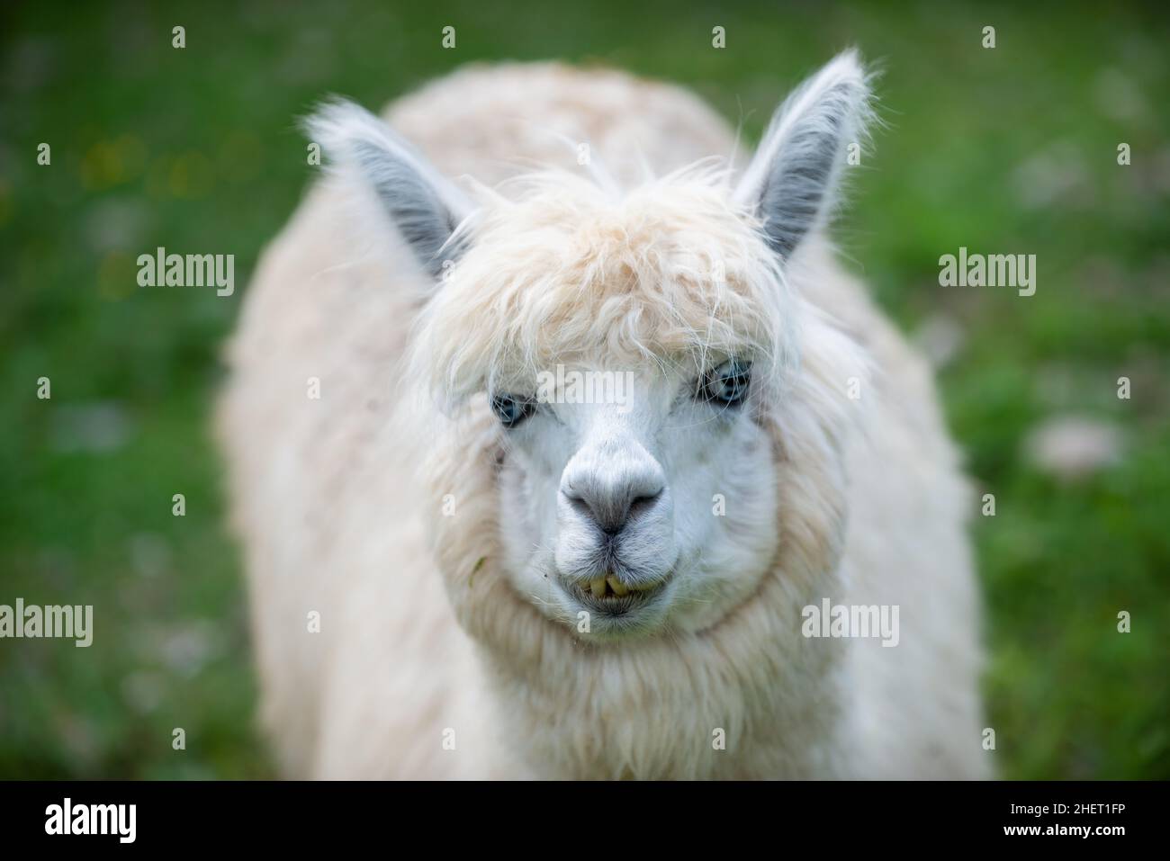 Il cammello bianco Alpaca si presenta nella fotocamera con uno sfondo verde Foto Stock
