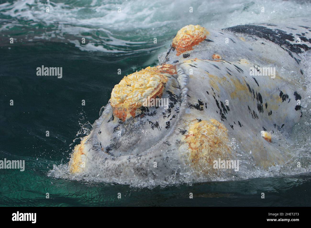 balene australi , patagonia , Argentina Foto Stock