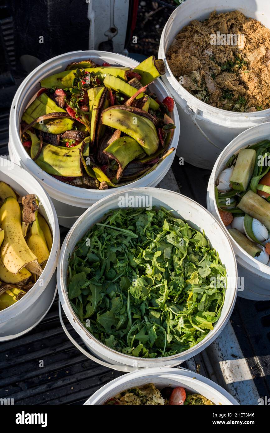I rifiuti alimentari provenienti da ristoranti locali vengono riutilizzati come mangimi per pollo per una fattoria urbana. Foto Stock