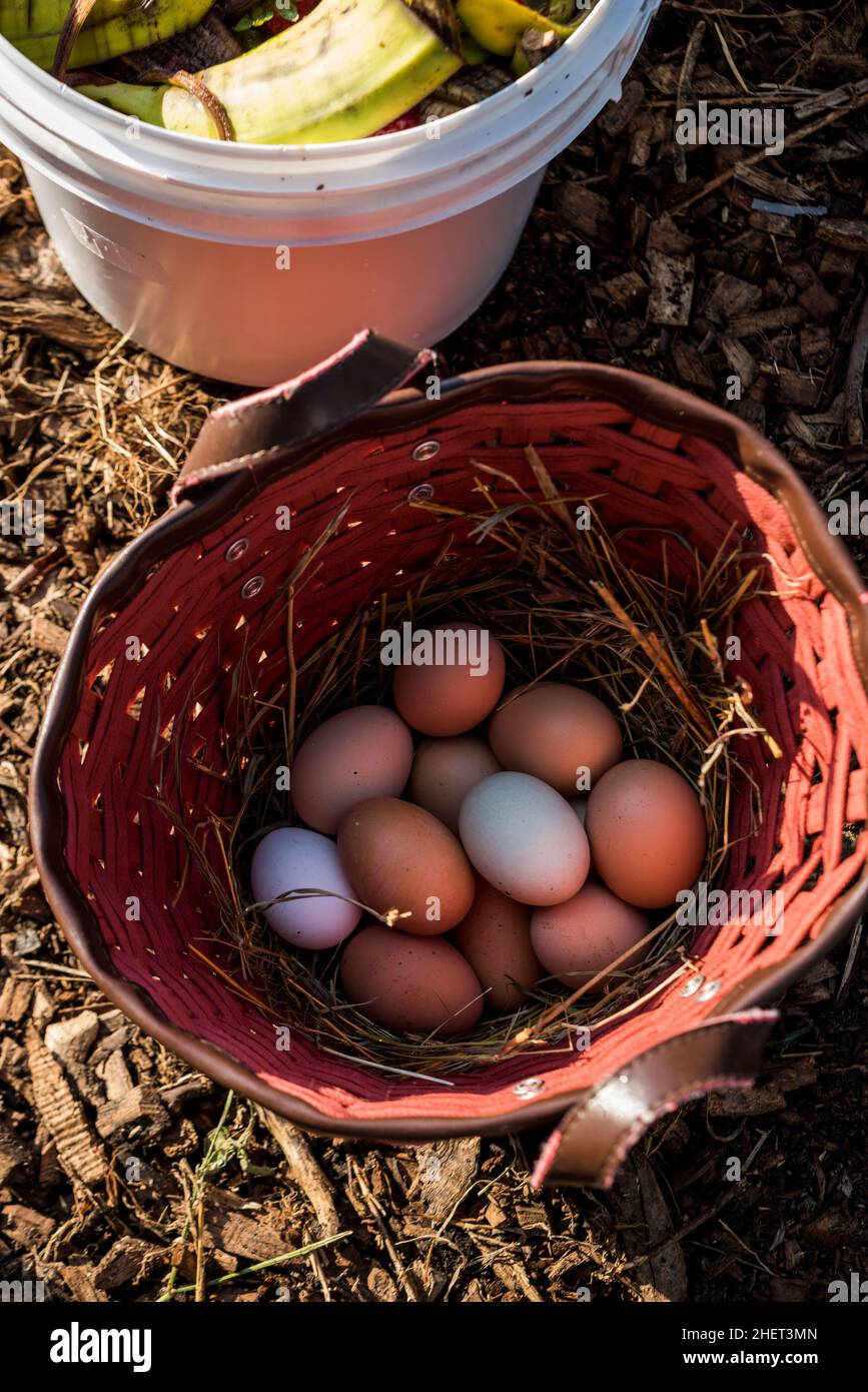 Cestino di uova fresche di fattoria dalla coop di pollo Foto Stock