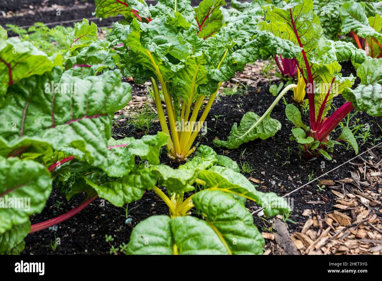 Rainbow Chard, che cresce in una fattoria urbana Foto Stock