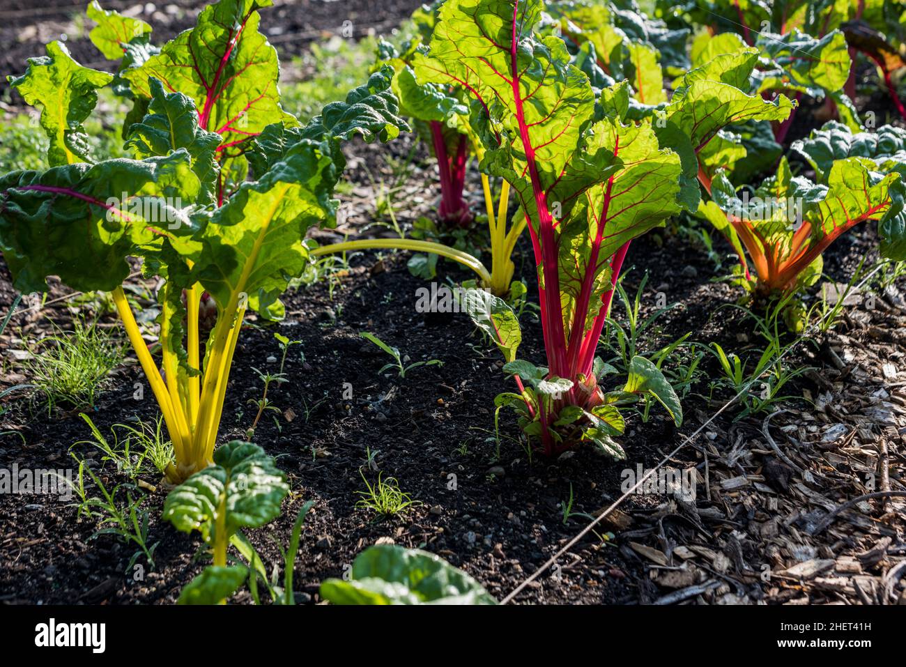 Rainbow Chard, che cresce in una fattoria urbana Foto Stock